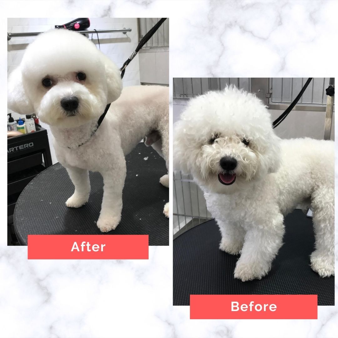 Bichon Frise Dog Grooming Before and After